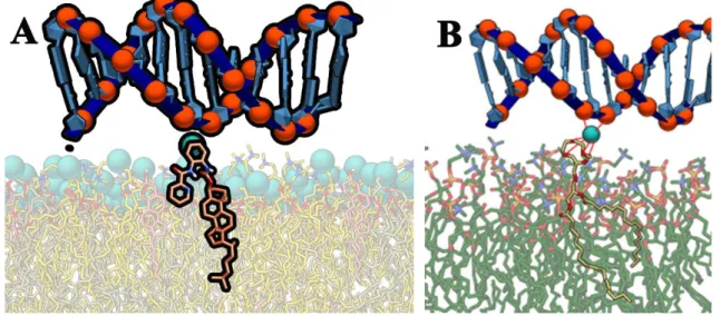 Figure 14: Gene Delivery systems. 14A shows CHOLp molecule, 14B shows crown ether molecule