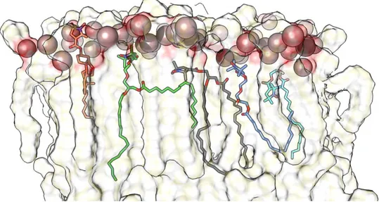Figure 25: Average steady state structure of liponitroxides (NOXs) in membrane.  We highlighted 