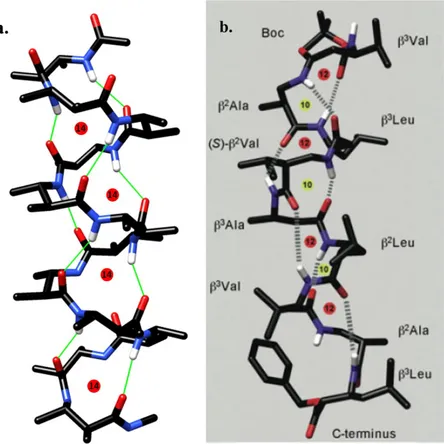 Figure 8. Examples of helices for substituted β-amino acids. (a) 14-helix of a dodecamer made of  β 2,3 -disobstituted-amino  acids;  (b)  10/12  helix  of  a  peptide  with  an  alternate  placement  of 