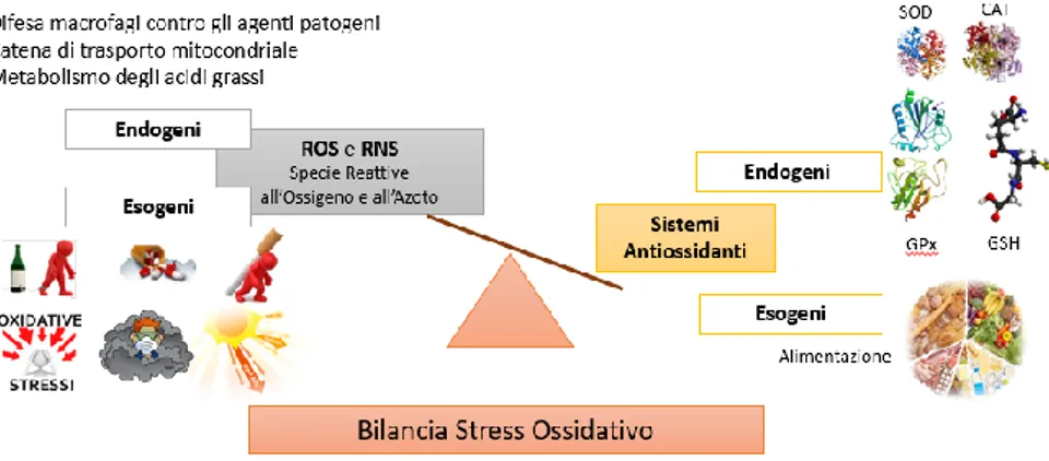 Figura 1: Bilancia dello stress ossidativo: radicali e antiossidanti a confronto. 