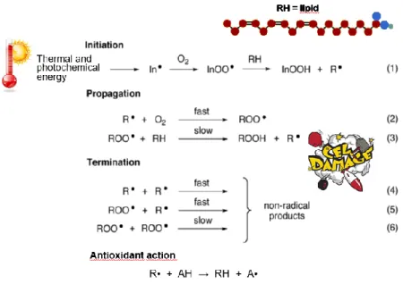 Figura 2: Esempio di reazione radicalica a catena: perossidazione lipidica e azione  antiossidante