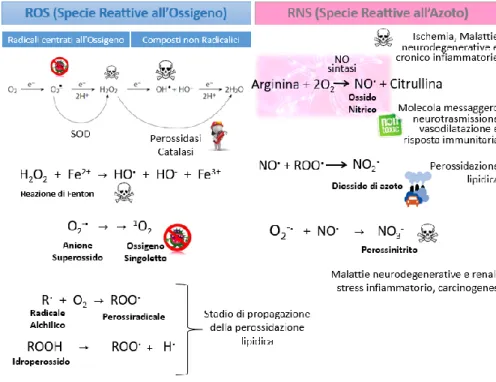 Figura 4: Trasformazione dell’ossigeno molecolare in ROS e formazione dei RNS. 