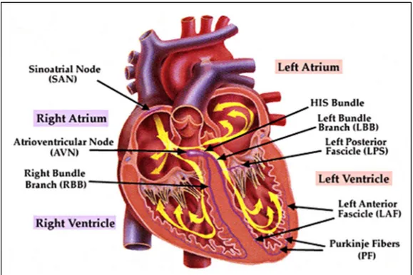 Fig. 1.5 . Basic anatomy of the human adult heart with the main components of the action potential  conduction system indicated