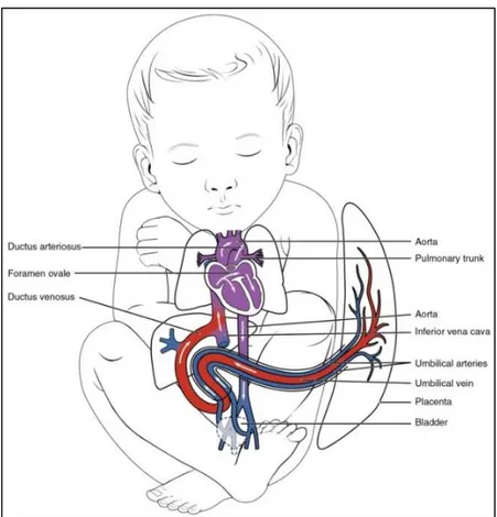 Fig. 1.6.  Basic anatomy of the human fetal heart with the main differences with respect to the adult heart