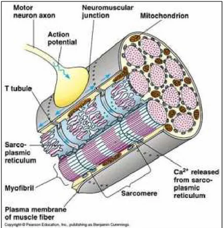 Fig. 1.7 . Schematic view of a muscle fiber with the main components involved in the contraction