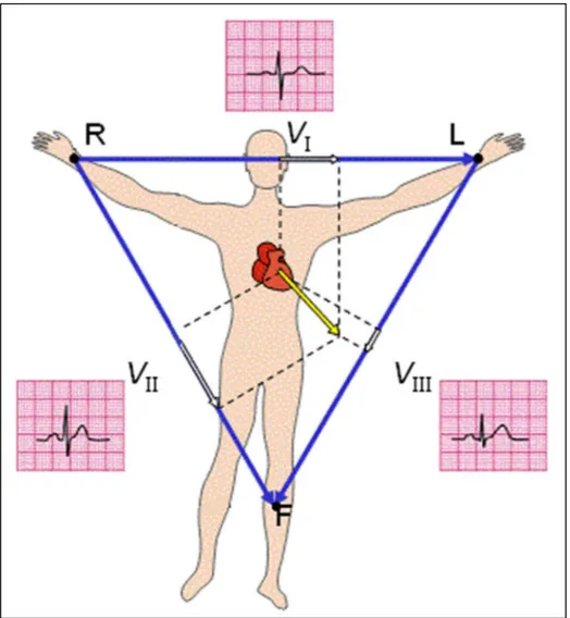 Fig. 1.9 . Two-dimensional illustration of the vectocardiogram (VCG, in yellow) and the instantaneous  projection of the cardiac vector