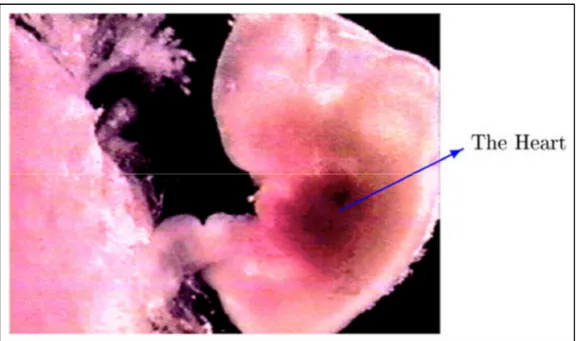 Fig. 1.1 . The fetus and its heart in the early stages of development [14]. 