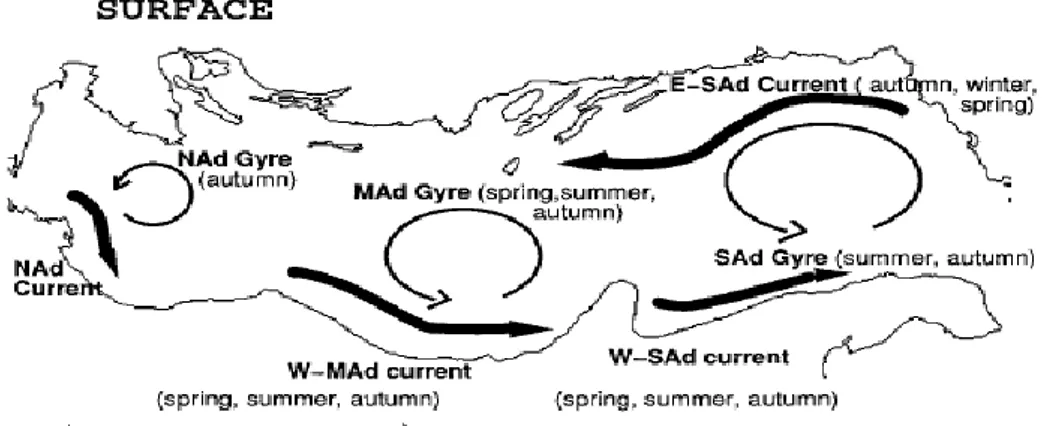 Figure 4 - Schematic picture of the Adriatic Sea surface baroclinic circulation (Artegiani et al