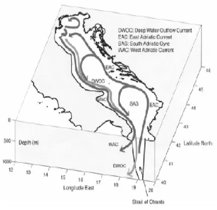 Figure 5 - Schematic picture of general circulation in the Adriatic Sea (Cushman-Roisinet al