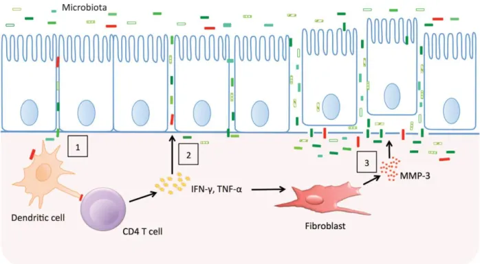 Figure 1: Epithelial barrier dysfunction and inflammation in inflammatory bowel disease (IBD)