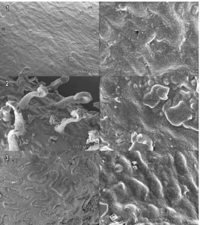 Fig.  47  -  Immagini  al  SEM  della  superficie  delle  cellule  epidermiche  delle  popolazioni  studiate  di  S