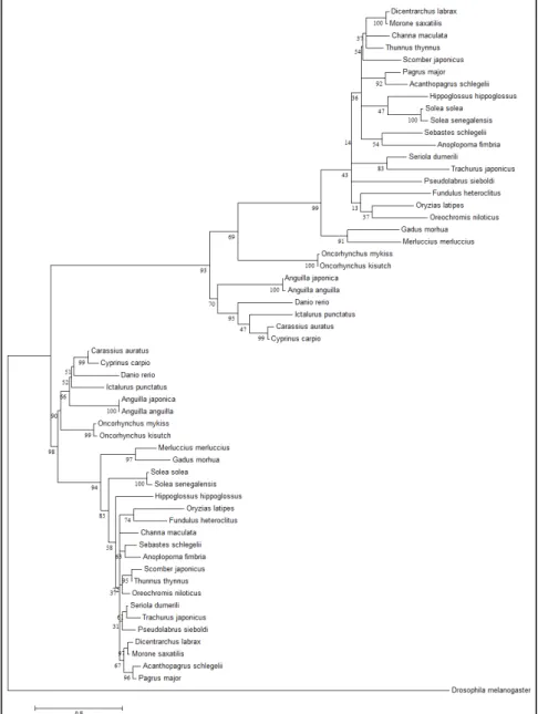 Figure  2.  Phylogenetic comparison of  fish full-length follicle-stimulating  hormone (Fshb) and luteinizing hormone  (Lhb) amino acid sequences