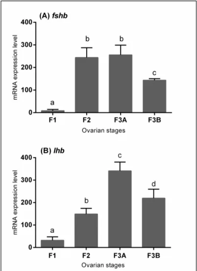 Figure  5.  Relative mRNA expression  levels of (A) fhsb  and (B) lhb  in  pituitary gland of European hake in  specimens with different ovarian stages