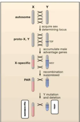 Figure 4. Differentiation of an X and Y chromosome from an ancestral autosome. 
