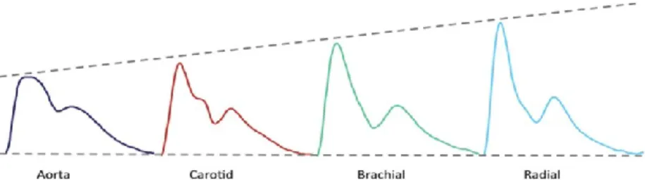 Figure 1: Physiological variation in pressure waveform throughout the arterial tree [21] 