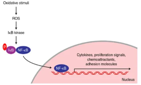 Figure 2. Simplified scheme of oxidant regulation of activation of the transcription factor NF-κB