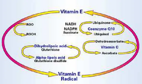 Figure 8. Exemple of antioxidant network. The radical species that are formed in the lipophilic  cellular compartment are reduced by Vitamin E, with the formation of the Vitamin E radical