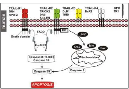Figura 5. Recettori TRAIL. 