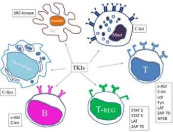 Figura 2: Dendritic: cellule dendritiche, Mast: mastociti, T: linfociti T, T-reg: linfociti Treg,  B: linfociti B, Macrophages: macrofagi 