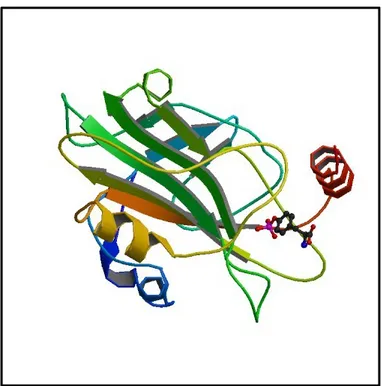 Figure 6: Human Raf Kinase Inhibitor  Protein (RKIP)  in complex with o-phosphotyrosine