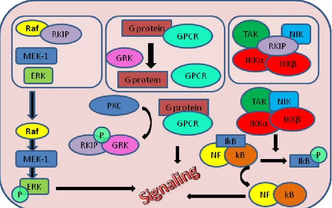 Figure 7. RKIP signaling pathway. 