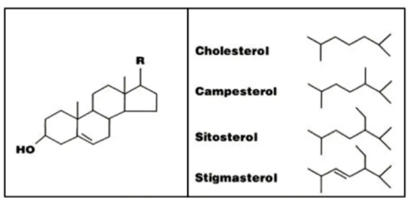 Figura 2: Struttura dei Fitosteroli e del Colesterolo.