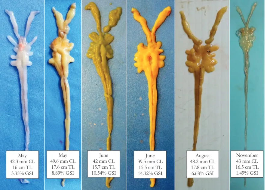 Fig. 24. Macroscopic temporal variation of female gonad of P. kerathurus, from May to November (CL= carapace length,  TL= total length, GSI= gonado-somatic index)