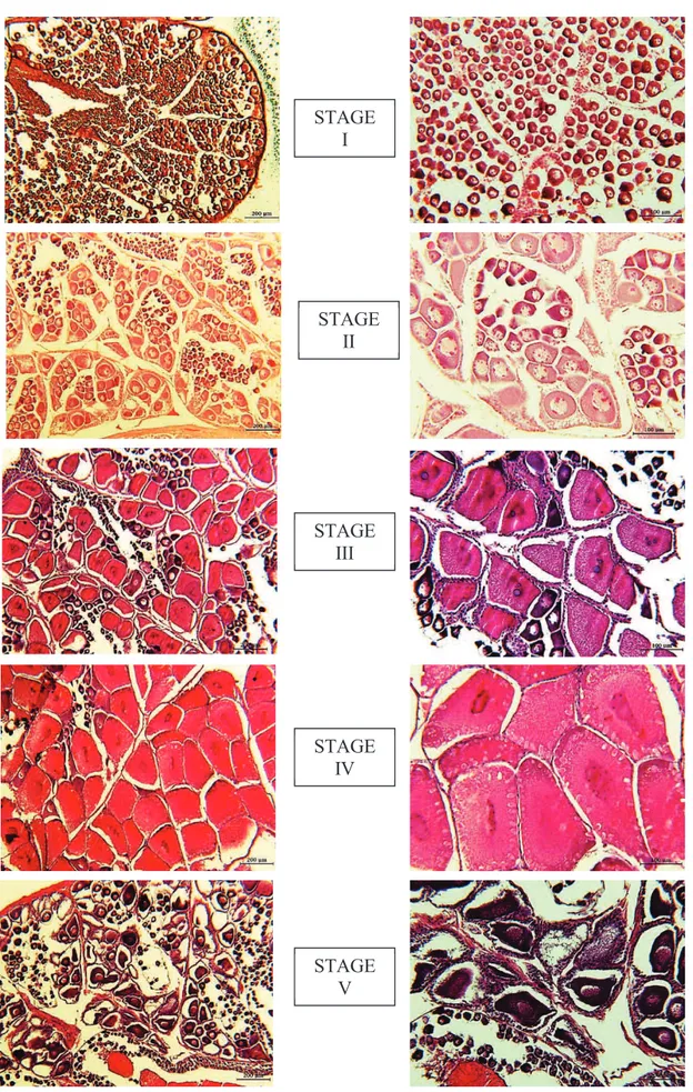 Fig.  25.  Histological  sections  of  five  stages  of  female  gonad  maturation of P