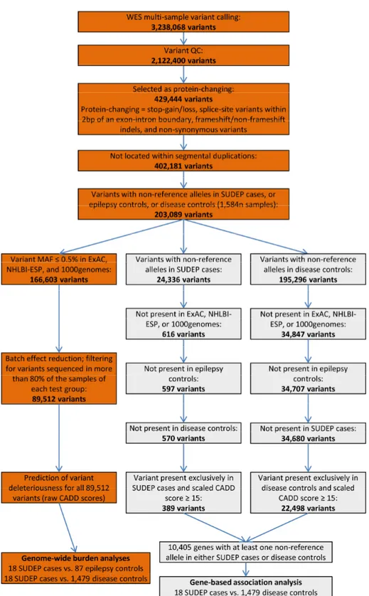 Figure  2.3.  Study  design  and  variant  filtering  flowchart.  Main  part  of  the  study  (genome- (genome-wide  burden  analyses)  is  highlighted  in  dark  orange