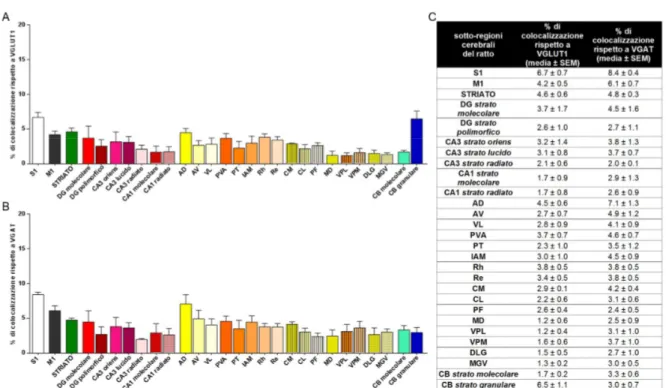 Figura 3.  I grafici illustrano la percentuale di colocalizzazione tra VGLUT1 e VGAT rispetto al totale delle 