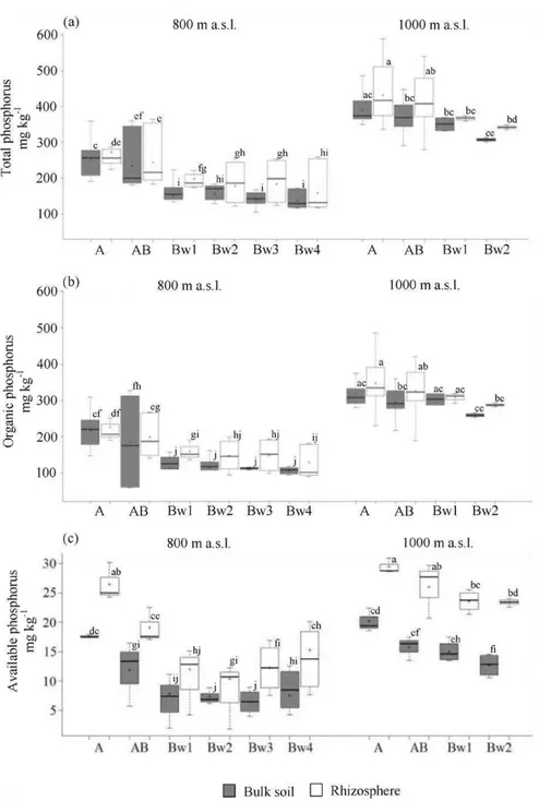 Fig. 4. Box plots showing the total (a), organic (b) and available (c) P content of rhizosphere and bulk from soils under Fagus sylvatica forest at two altitudes (800 and 1000 m)