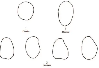 Fig. 2.7 Shape of median longitudinal section of the seeds (SS) of Vicia faba L.