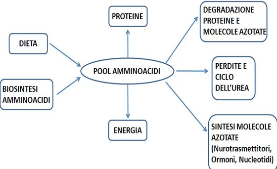 Figura 3. Schema del metabolismo del pool degli amminoacidi 