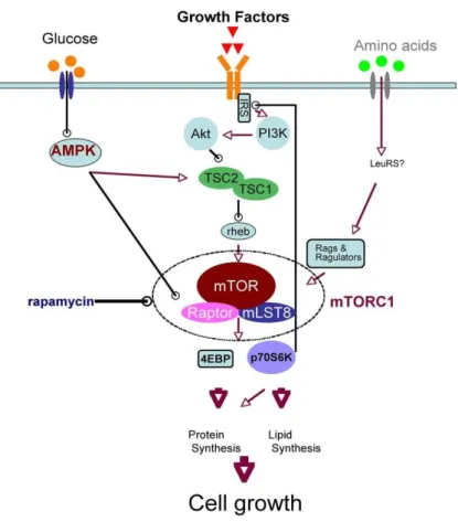Figura 6 . La segnalazione cellulare protein-chinasica “via mTOR&#34; (mammalian Target of  rapamycin)