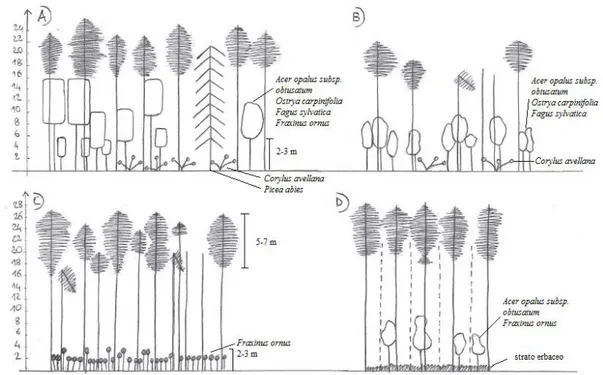 Fig. 2 - Scheme of the main structure for the Mt. Predicatore reforestation. 