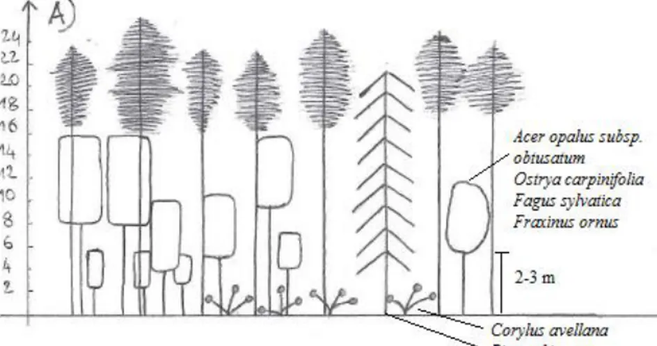 Fig. 3 - Scheme of the main structure for the Mt. Tegolaro reforestation. 