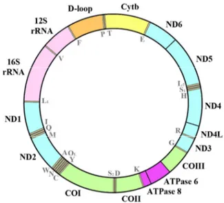Fig. 1  Schematic representation of the vertebrate mitochondrial genome. 