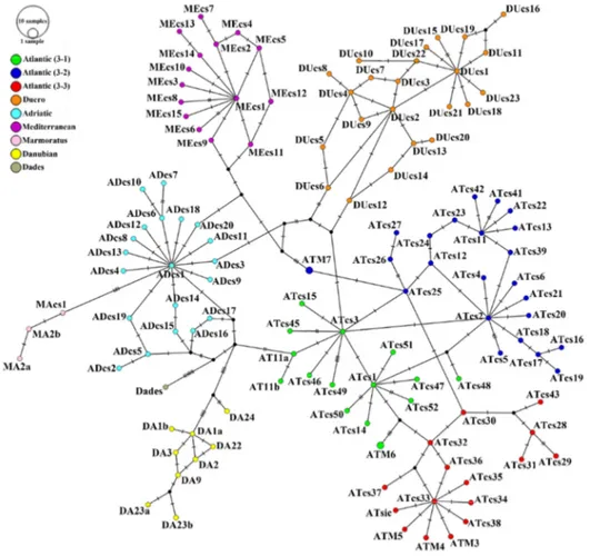 Fig. 7  Haplotype network showing the relationship between Salmo trutta lineages. 