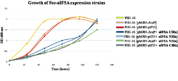 Figure  13.  The  synthesis  of  aIF5A  in  Sulfolobus  solfataricus  causes  a  dramatic  slow-down  of  growth