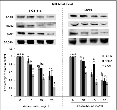 Figure 3.14.The effect of MH treatment on EGFR signaling in HCT-116 and LoVo cells. After 24 