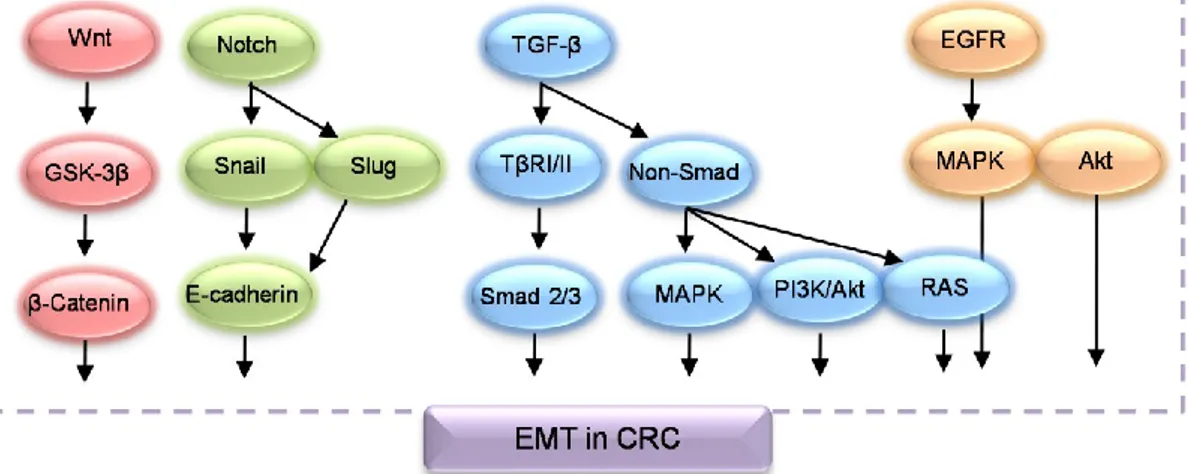 Figure 1.13. Signaling pathways involved in the EMT of CRC. Figure slightly modified form  