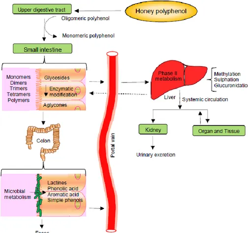 Figure 1.18. Schematic diagram of organs involved in the absorption and metabolism 