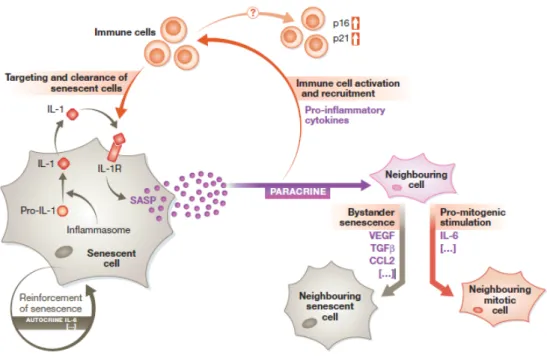 Figure 2. Cell autonomous and non-cell autonomous effects of cellular senescence. Stress stimuli can trigger 