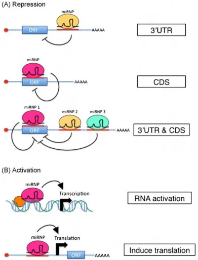 Figure 3: miRNAs can function to repress or activate target mRNA expression .  (A) The canonical mode of  miRNA-mediated repression occurs when a miRNA binds to mRNA regions of the 3’UTR, leading to  down-regulation  of  target  expression  via  translatio