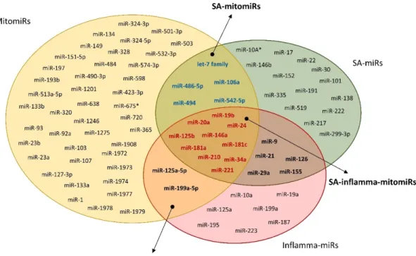 Figure 4. Venn diagram showing the mitomiRs involved in both aging and inflammation. Mitochondria-related 