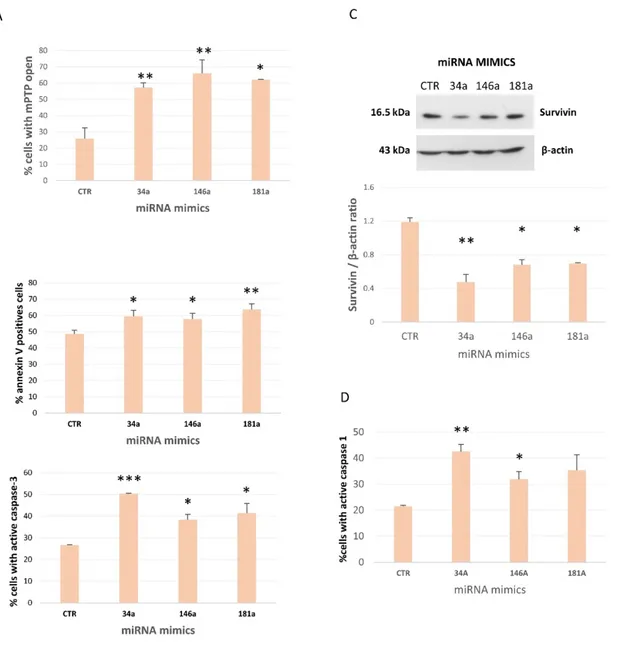 Figure 9.  Overexpression  of  mitomiR-146a,  -34a  and -181a  induces  mPTP  opening,  apoptosis and  casp-1  activation  in  yHUVECs