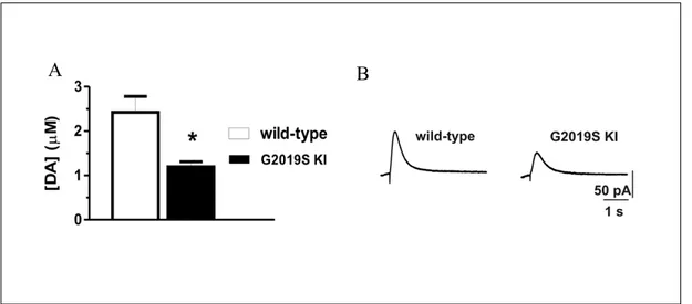 Figura 11 A, Livelli di dopamina striatale nel modello KI e nel modello WT. B, tracce di  correnti evocate con amperometria in topi WT e KI