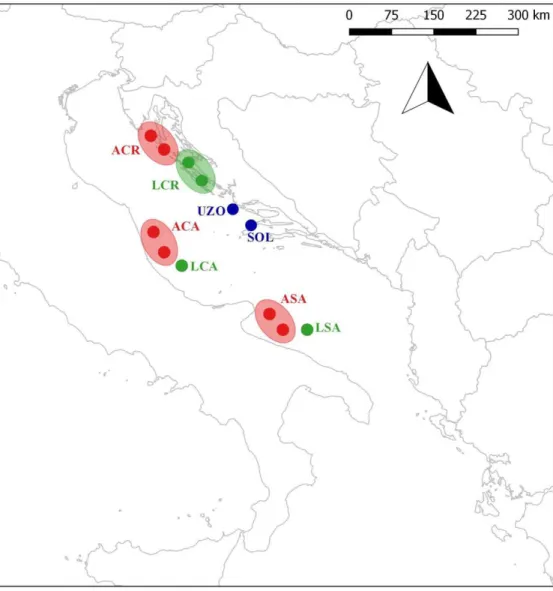 Figure 3.1. Map of sampling locations. LSA = larvae south Adriatic Sea; ASA = adults south  Adriatic Sea; LCA = larvae central Adriatic Sea; ACA = adults central Adriatic Sea; LCR = larvae 