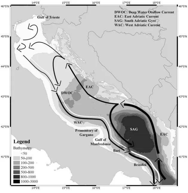 Figure 2.1. Adriatic Sea surface circulation (redrawn from https://commons.wikimedia.org/wiki/File:Adriatic_Sea_Currents_2.svg) 