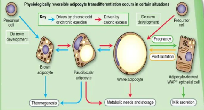 Figure  11.  Evidence  suggest  that  adipocytes  transdifferentiation  might underlie  the  changes  in adipose organ 